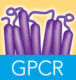 GPCR