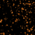GrowDex embedded HepG2 spheroids incubated with acetaminophen and stained with PhenoVue DRAQ5 and PhenoVue 551 mitochondrial stain.