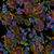 Neuroblastoma SHSY5Y cells stained with PhenoVue neuronal differentiation staining kit
