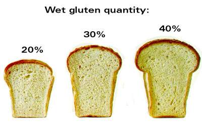 Determination of wet gluten quantity