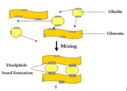 Identification of disulfide bonds in wheat gluten